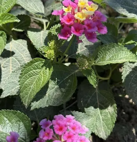 Hector's Kalamákion