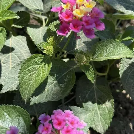 Hector's Kalamákion